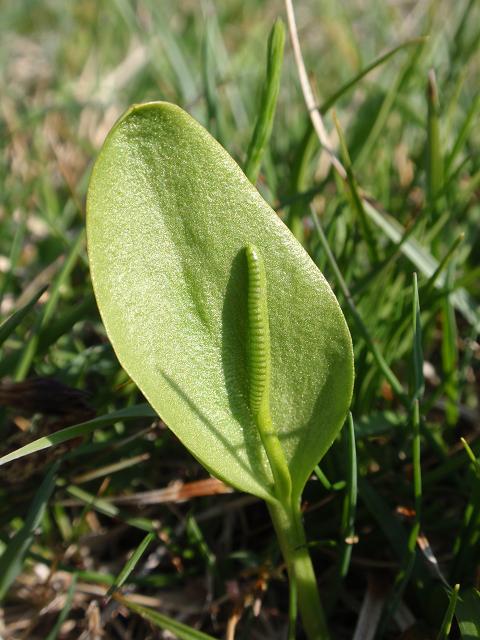 Ophioglossum vulgatum / Ofioglosso comune